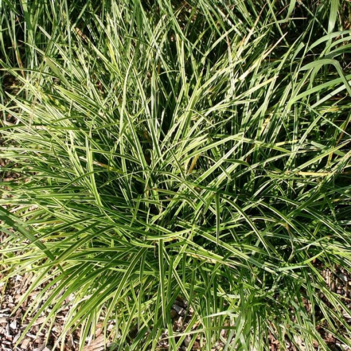 Carex morrowii 'Ice Dance' P9/C1