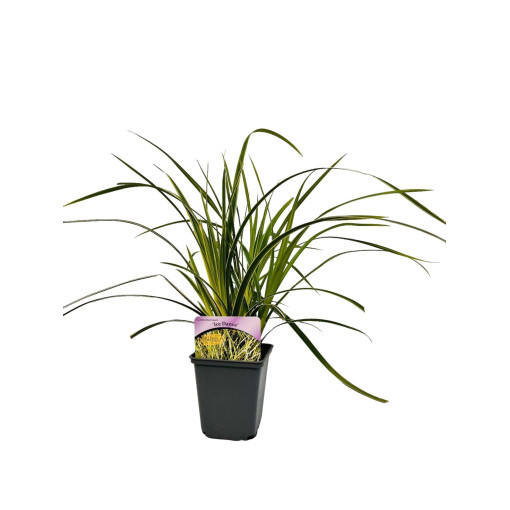 Carex morrowii 'Ice Dance' P9/C1