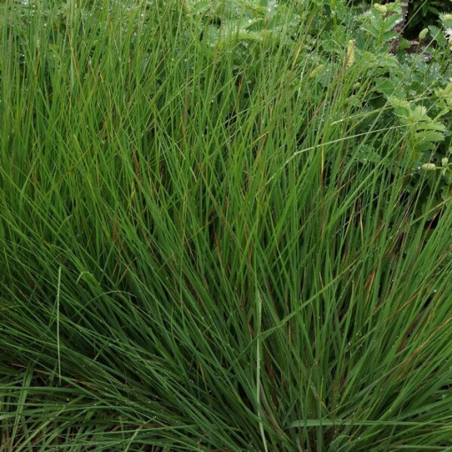 Blue Fescue 'Moorhexe' P9/C1
