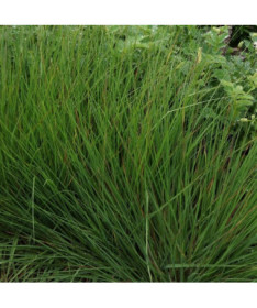 Blue Fescue 'Moorhexe' P9/C1