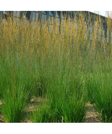 Blue Fescue 'Heidebraut' P9/C1