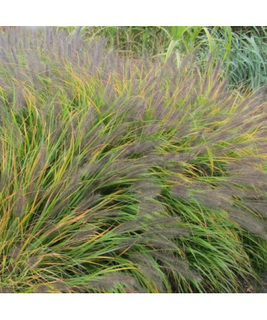 Japanese Fountain Grass 'Viridescens' P9/C1