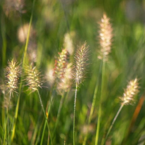 Japanese Pennisetum 'Little Bunny' P9/C1