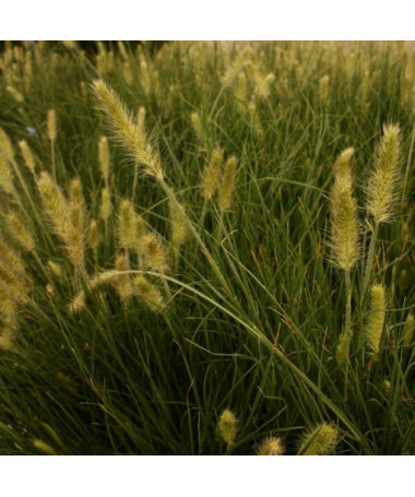 Japanese Pennisetum 'Little Bunny' P9/C1
