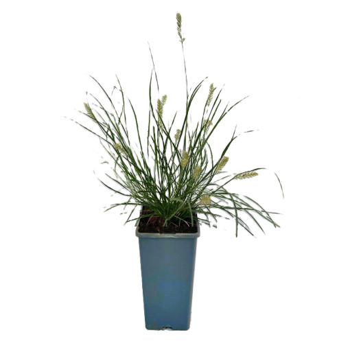 Japanese Pennisetum 'Little Bunny' P9/C1