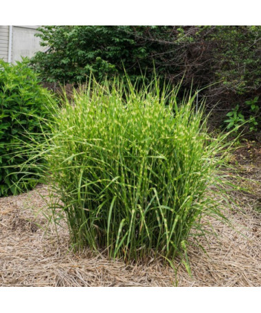 Chinese Miscanthus 'Zebrinus'P9/C1