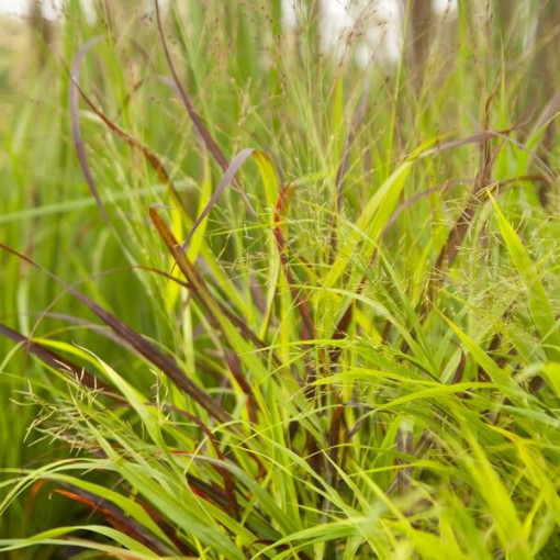 Purple Fountain Grass 'Shenandoah' P9/C1