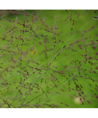 Purple Fountain Grass 'Shenandoah' P9/C1