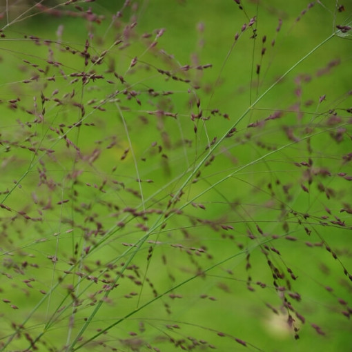 Purple Fountain Grass 'Shenandoah' P9/C1
