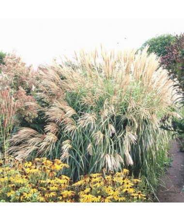 Chinese Miscanthus 'Herman Mussel' P9/C1