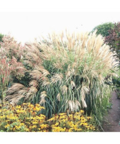 Chinese Miscanthus 'Herman Mussel' P9/C1