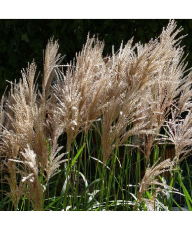 Chinese Miscanthus 'Maleparthus' P9/C1