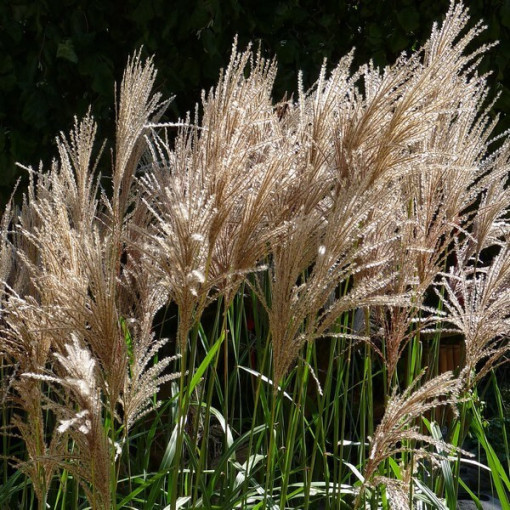 Chinese Miscanthus 'Maleparthus' P9/C1