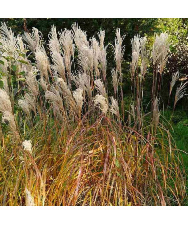 Chinese Miscanthus 'Maleparthus' P9/C1
