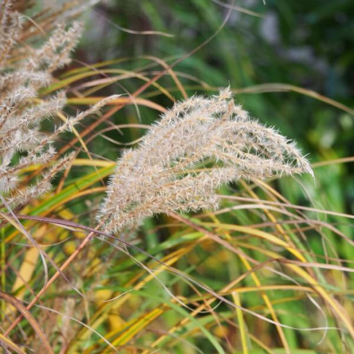 Chinese miscanthus 'Ferner Osten' P9/C1