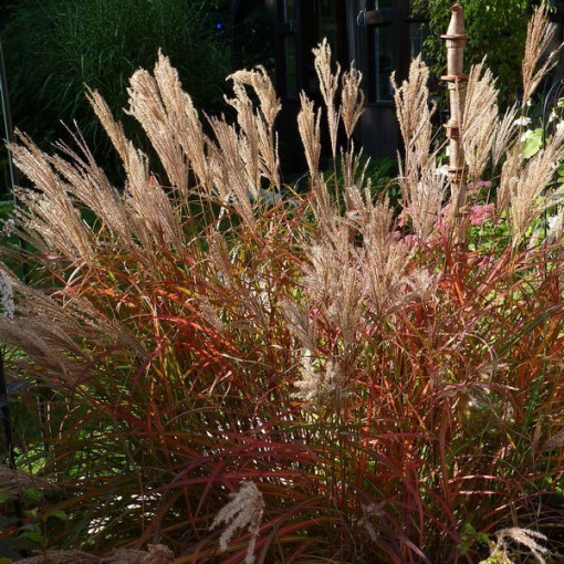 Chinese miscanthus 'Ferner Osten' P9/C1
