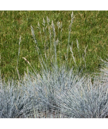 Blue Fescue 'Elijah Blue' P9/C1