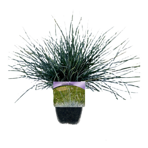 Blue Fescue 'Elijah Blue' P9/C1