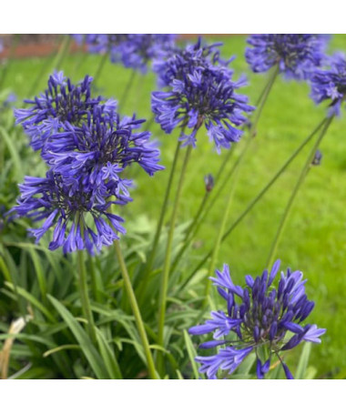 Blue Agapanthus (Agapanthus Africanus) seedlings 2l