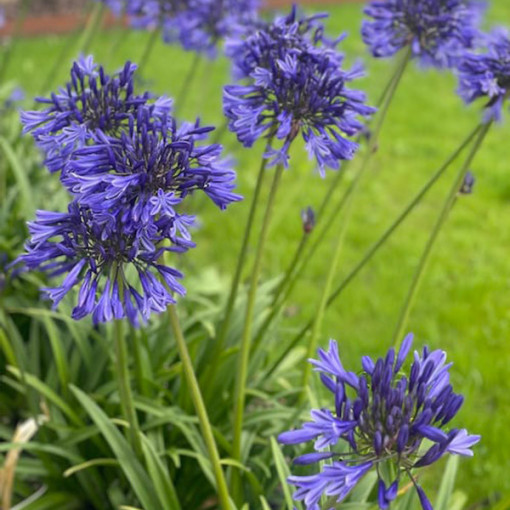 Blue Agapanthus (Agapanthus Africanus) seedlings 2l