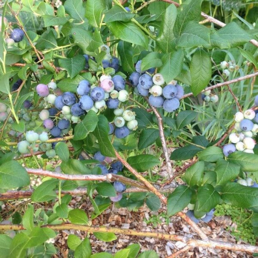 American Blueberry Bluecrop pot, 2L