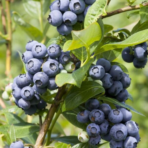 Blueberry American Spartan, 2L