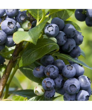 Blueberry American Spartan, 2L