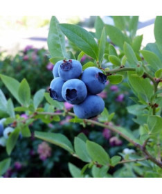 American Blueberry Bluegold, 2L pot