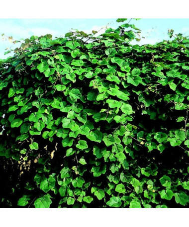 Fragrant Grapevine Vitis Riparia, 2L pots