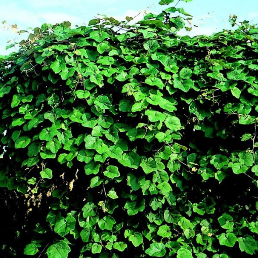 Fragrant Grapevine Vitis Riparia, 2L pots