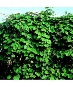 Fragrant Grapevine Vitis Riparia, 2L pots