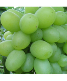 Grape vine Regina, 2L container