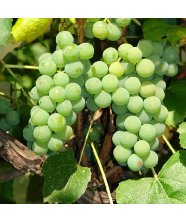 Ontario Grape Frost-Resistant, 2L pot