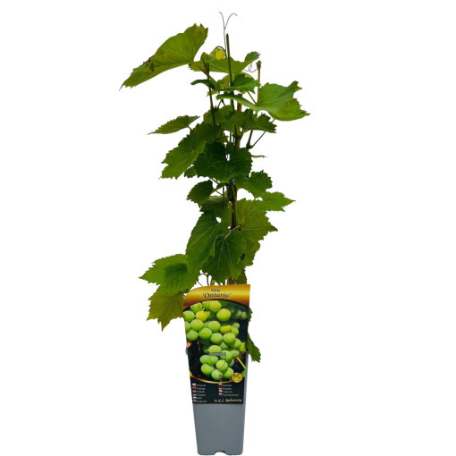 Ontario Grape Frost-Resistant, 2L pot