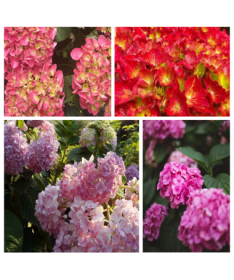 Set of 5 pcs - Garden Hydrangeas in P9/C1 containers