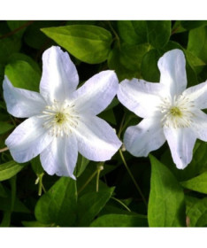 Clematis Yukikomachi (large-flowered) 4L pot
