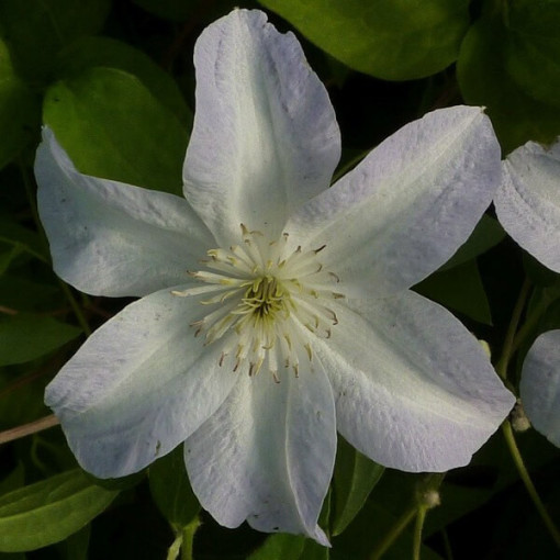 Clematis Yukikomachi (large-flowered) 4L pot