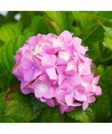 Set of 5 pcs - Garden Hydrangeas in P9/C1 containers