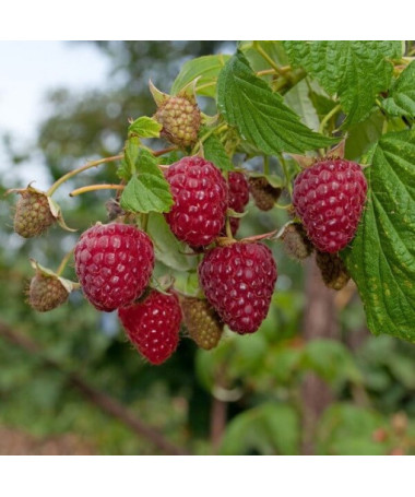 Red Raspberry 'Zewa' in a 2L pot.
