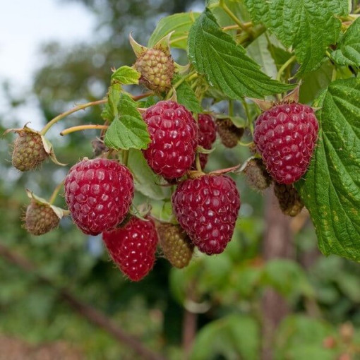 Red Raspberry 'Zewa' in a 2L pot.