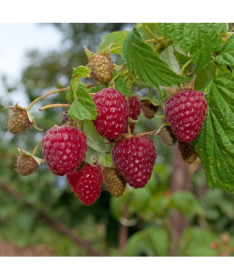 Red Raspberry 'Zewa' in a 2L pot.