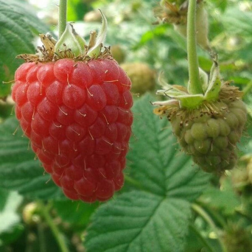 Red Raspberry 'Zewa' in a 2L pot.