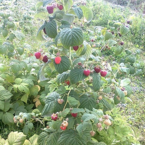 Red Raspberry 'Zewa' in a 2L pot.