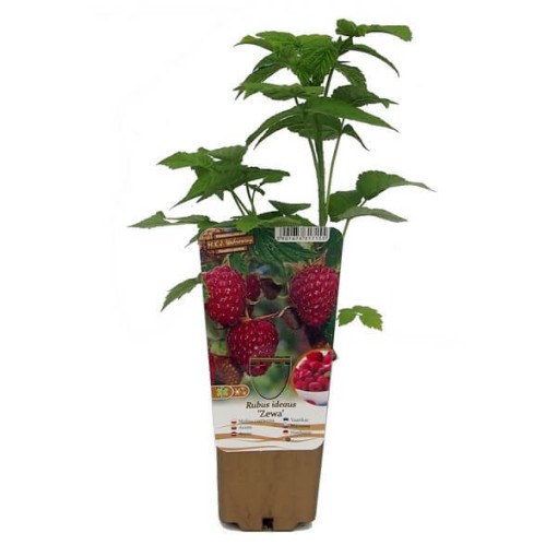 Red Raspberry 'Zewa' in a 2L pot.