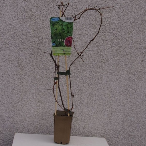 Virginia Creeper (five-leafed) 'Troki' pot, 2L