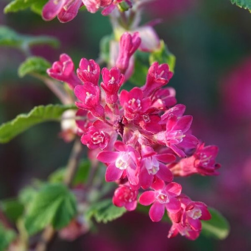 Crimson Currant 'Pulborough Scarlet'
