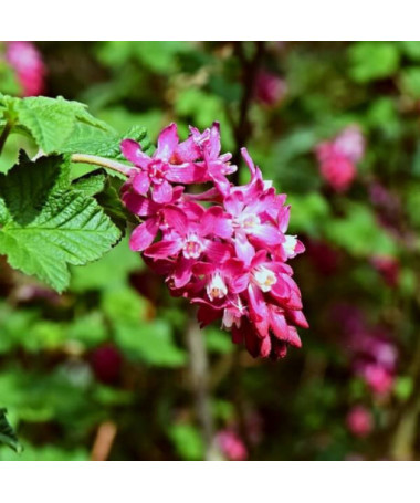 Crimson Currant 'Pulborough Scarlet'