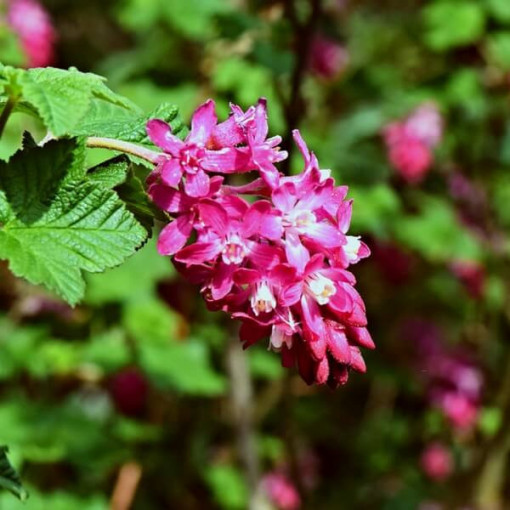 Crimson Currant 'Pulborough Scarlet'