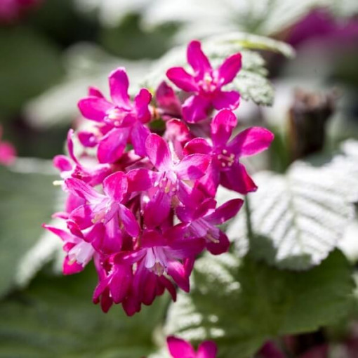 Crimson Currant 'Pulborough Scarlet'