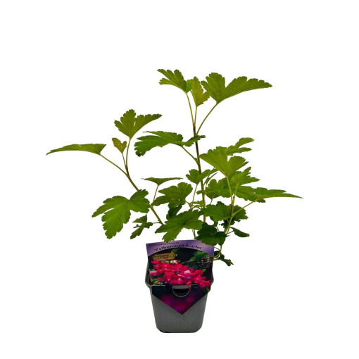 Crimson Currant 'Pulborough Scarlet'